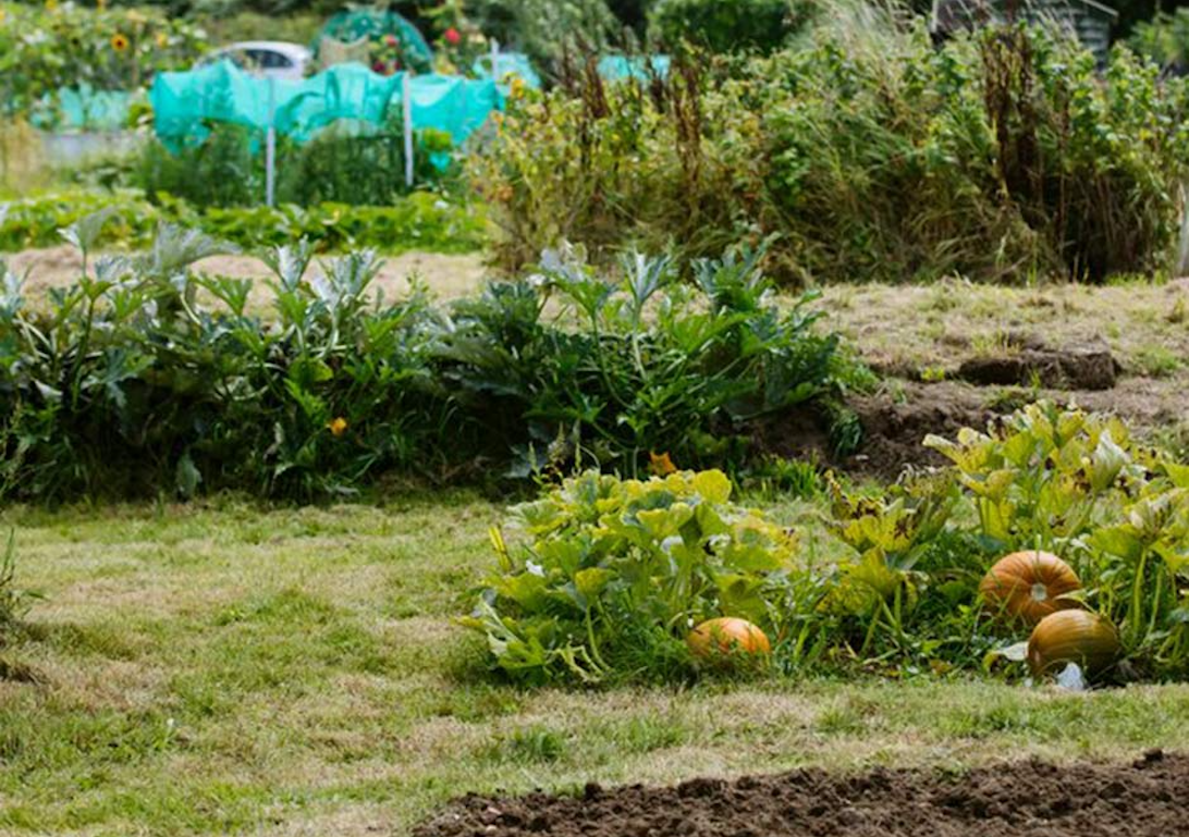 Dashlake Allotments